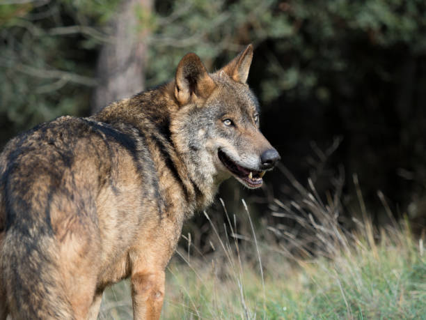 istock Male of iberian wolf (Canis lupus signatus) 655934828