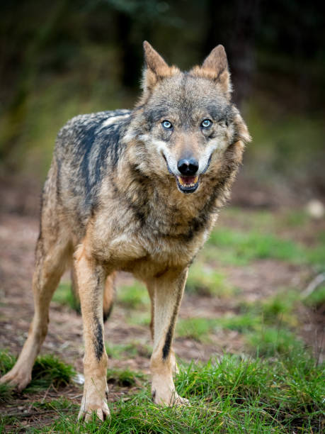 samica wilka iberyjskiego (canis lupus signatus) z niebieskimi oczami - red wolf zdjęcia i obrazy z banku zdjęć