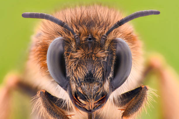 Extreme magnification - Honey Bee Extreme magnification - Honey Bee animal antenna stock pictures, royalty-free photos & images