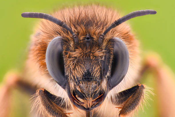 Extreme magnification - Honey Bee Extreme magnification - Honey Bee insect macro fly magnification stock pictures, royalty-free photos & images