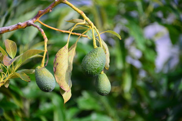 istock Avokados on the tree in Spain 655937362