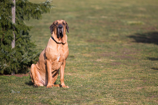 Male Of Dog Breed Fila Brasileiro Brazilian Mastiff In Park Stock