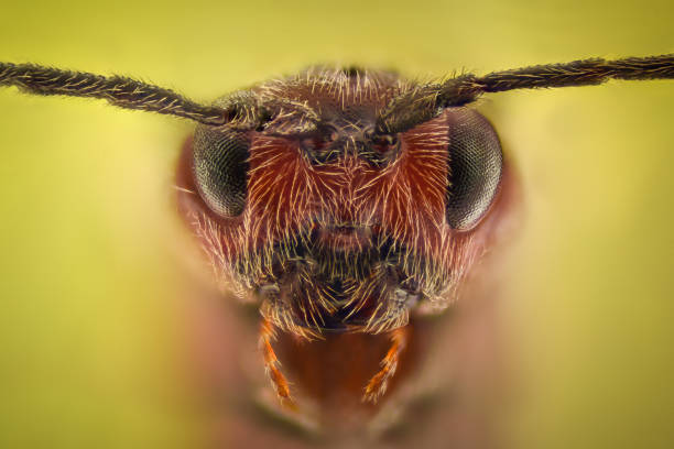 Extreme magnification - Ant queen portrait stock photo