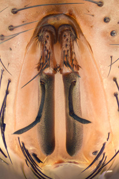 istock Extreme magnification - Fly face details at 20x 655940442