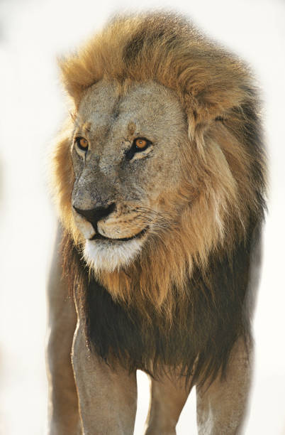 istock Lion standing and looking away over white background 655940562