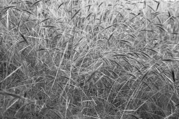 istock Texture created by a set of blades of grass 655944950