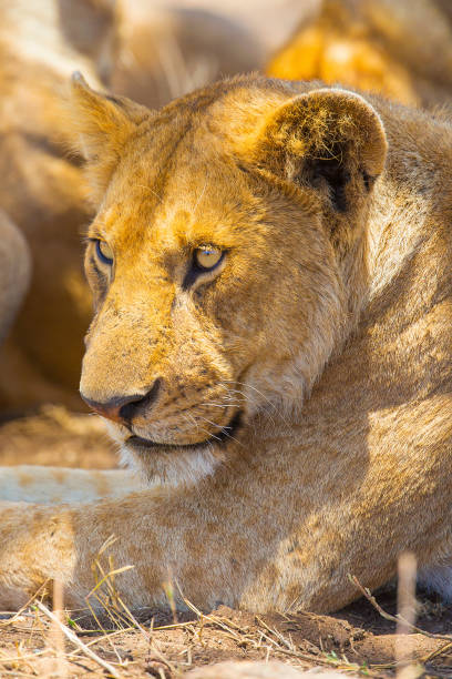 istock Lion rest together with the pride in Serengeti 655947516
