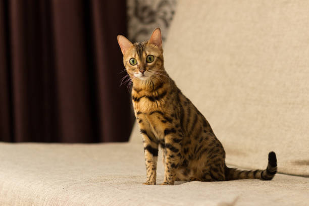 Cat of Bengali breed in a home setting sits on the couch