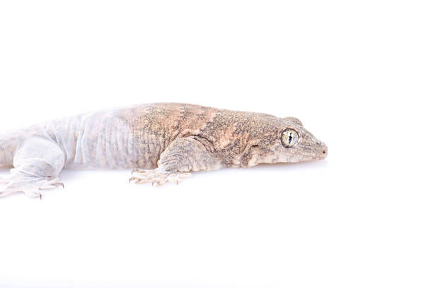 istock Gehyra Vorax Banana Gecko on isolated white background 655954644