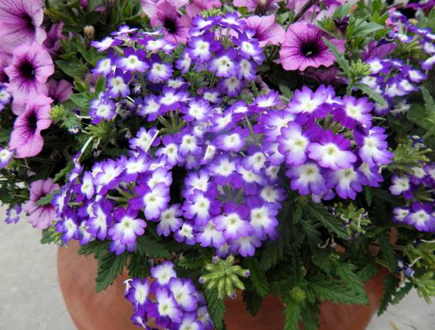 istock Potted Purple Flowers 655959452