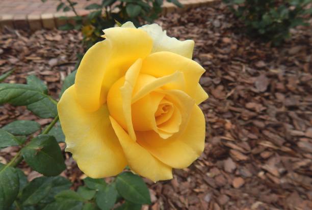 Yellow Rose in the Garden stock photo