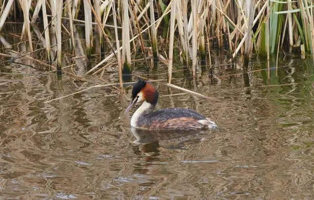 Great crested grebe swims in a lake.