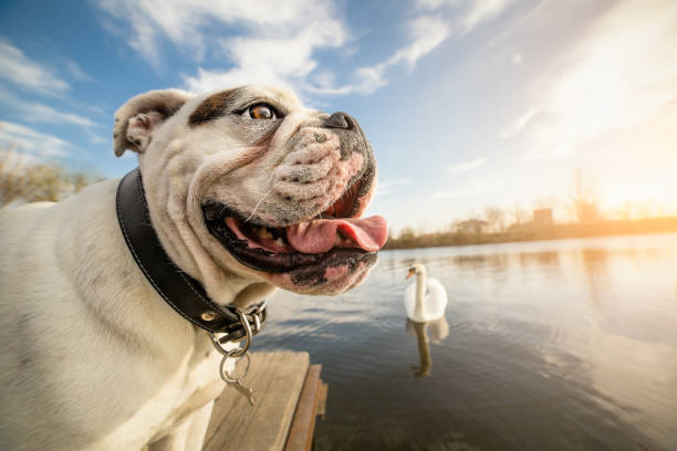 istock English Bulldog dog on vacation 655969812