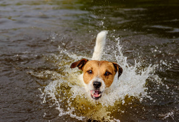 divertido perro jugando en el agua haciendo grandes salpicaduras - wading fotografías e imágenes de stock