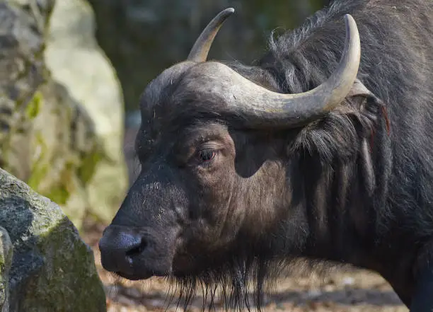 Portrait of African buffalo (Syncerus caffer) close up.