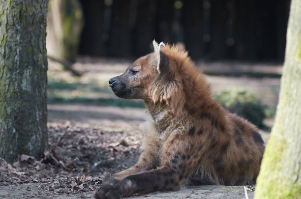 ブチハイエナは、影にあります。 - portrait spotted hyena field africa ストックフォトと画像