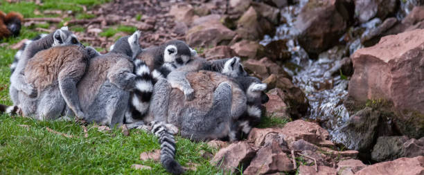 istock A huddle of Lemurs 655973136