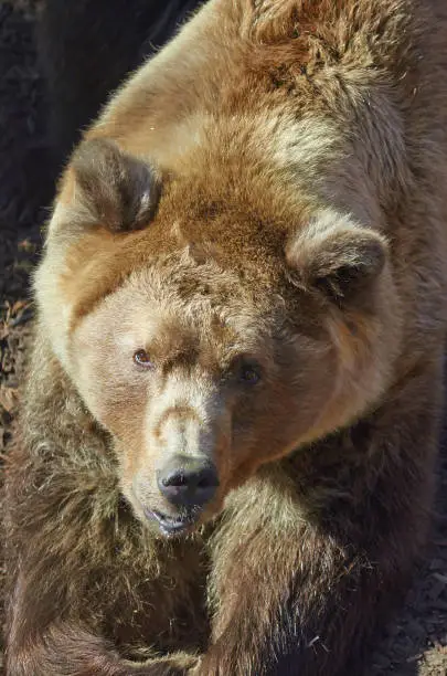 A portrait of a brown bear (Ursus arctos).