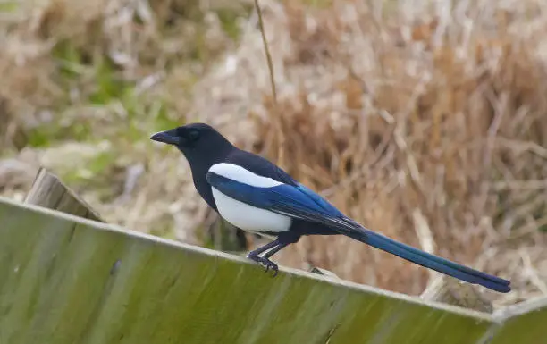 Magpie sits on a fence.