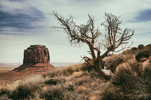 panoramic photo of the Monument Valley Park in Arizona in USA with vintage effect, tree and dry vegetation in the foreground