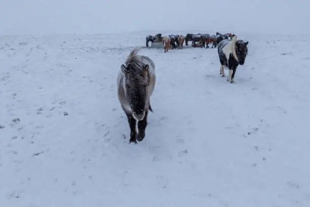 Cute icelandic horses in snowy weather and on snow covered field in Iceland