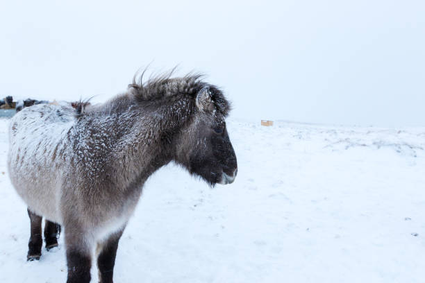 istock Cute icelandic horses in snowy weather 655982418