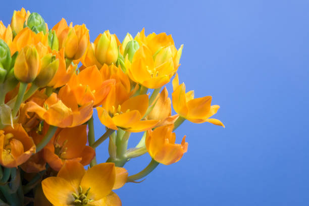 Orange dubium or star of bethlehem flower on blue background.The photo was shot in close up, horizontal framing.No people are seen in frame