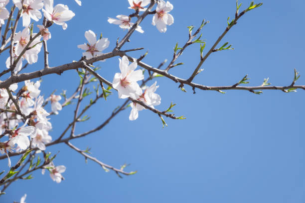 istock White Apricot Blossom On Clear Blue Sky 655986280