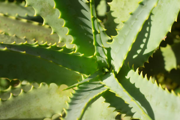 istock Close up Aloe Vera Plant 655986344