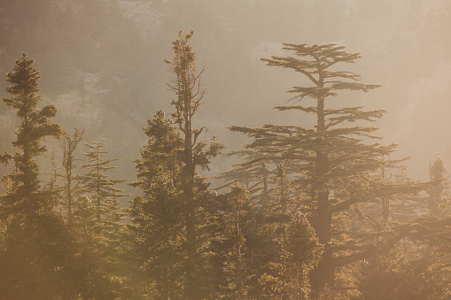 Cedar and coniferous trees on top of mountain in sunset.Backlit effect is applied.Orange and yellow color light is dominant.Shot in daylight with a full frame DSLR camera.No people are seen in frame.Horizontal composition.