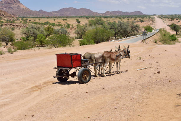 Red carriage drawn by three donkeys standing on the road in Namibia, Africa