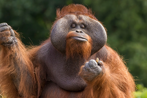 Male bornean orangutan