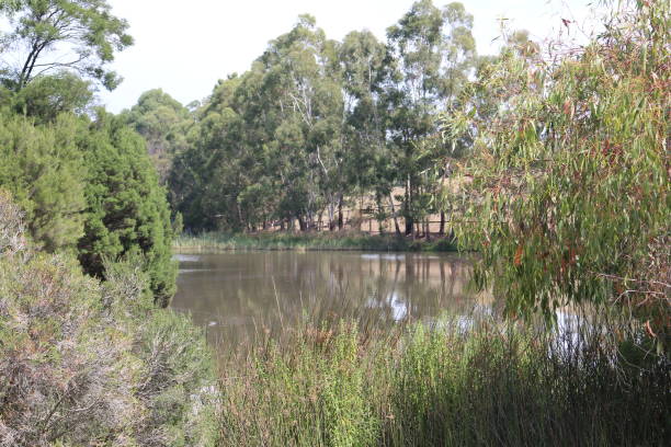 istock Lake in the Australian Bush 655990000