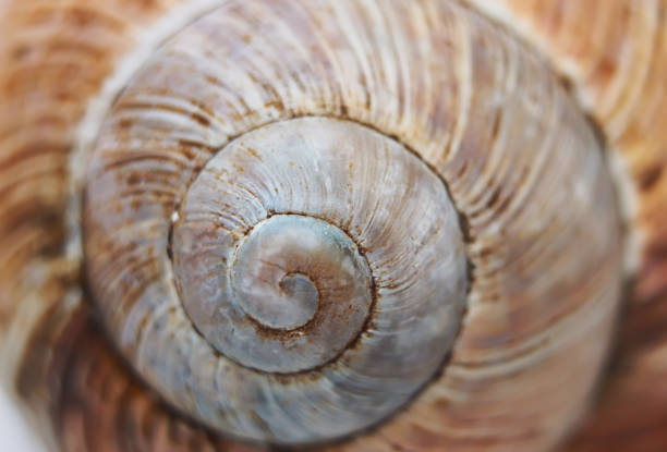 istock Curls of a shell close-up 655994456