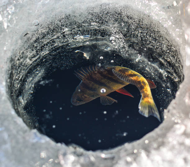 ледяная дыра с окунем в ней - ice fishing стоковые фото и изображения