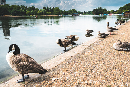 hyde park in london