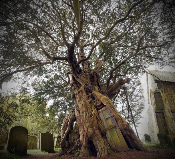 antico albero di tasso - cave church foto e immagini stock