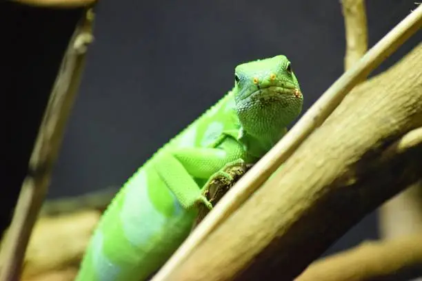 bright green cute lua banded iguana reptile