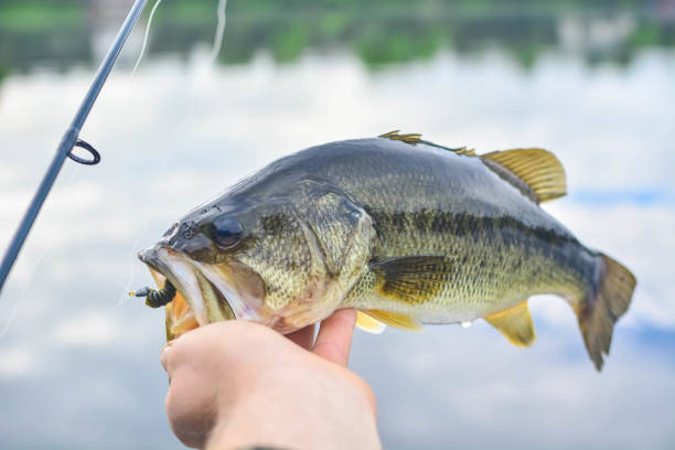istock Holding bass with a lure in his mouth 655998414