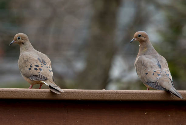 Duo Mourning Doves look left after landing on the deck. iiwi bird stock pictures, royalty-free photos & images