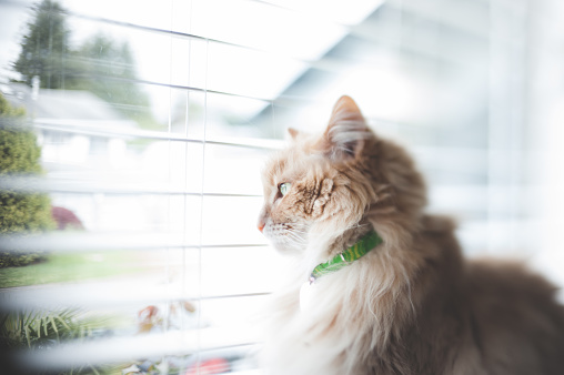 Ginger or orange tabby cat with a green collar looking out the window. Freelensed with Nikon 50mm f1.8 and D700, for a deliberate blurry effect around the subject.