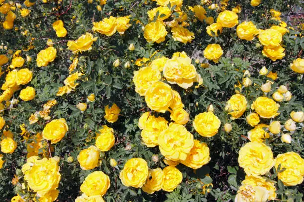 Close up of a large rosebush filled with many vibrant yellow flowers. Vibrant background of beautiful yellow rose flowers growing outside on a sunny day in Colorado.