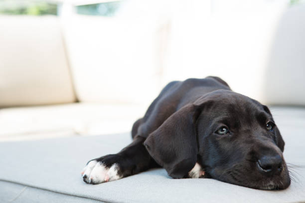 istock Black puppy relaxing couch 656025946