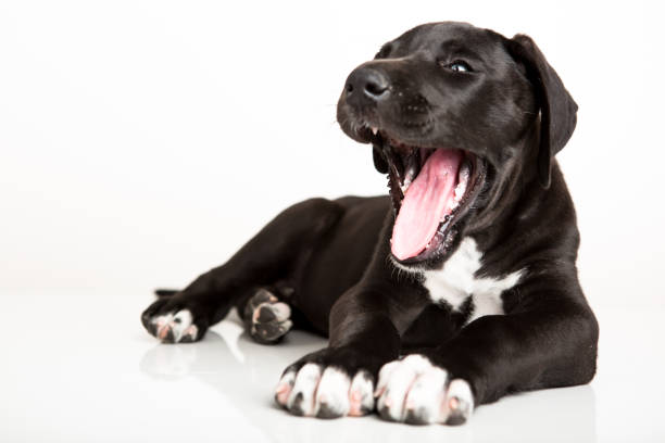 istock Great dane puppy yawning 656028484