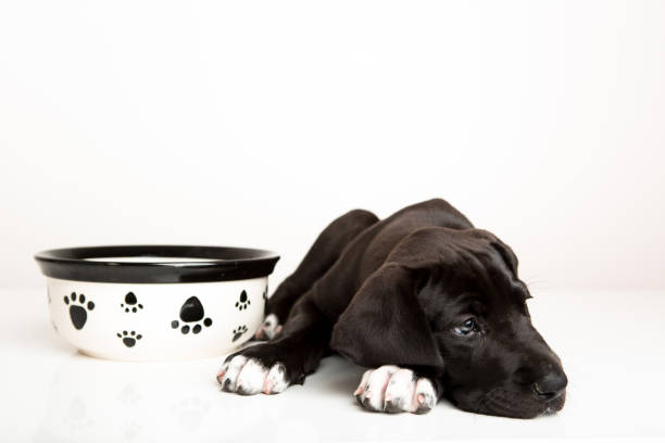 Great dane puppy not hungry Black dog with dish bowl animal track photos stock pictures, royalty-free photos & images