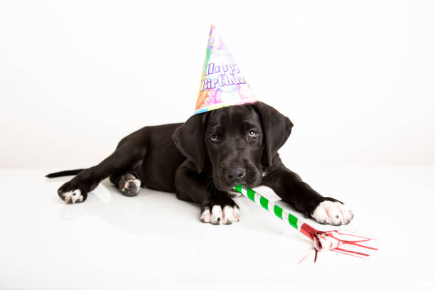 istock Birthday Great dane puppy 656028700