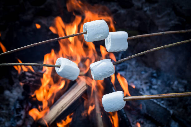 Delicious and sweet marshmallows on stick over the bonfire stock photo