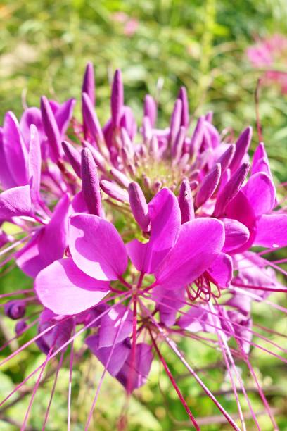 istock Cleome spinosa flower or spider flower 656028874