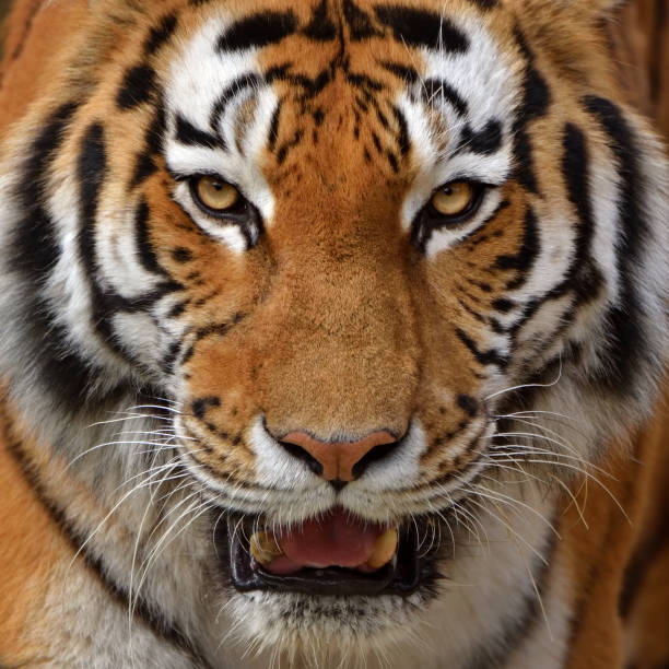 tiger close-up of a tiger tiger safari animals close up front view stock pictures, royalty-free photos & images