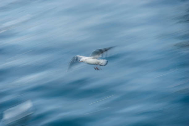istock Seagulls seeking fish in the sea 656032798